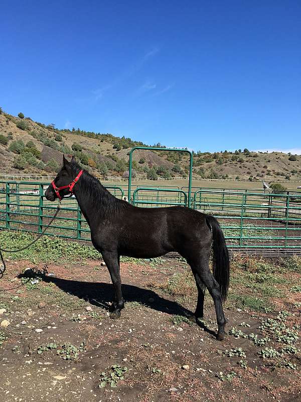 silb-andalusian-horse