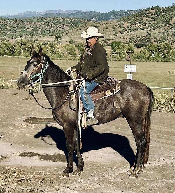 black-roan-will-turn-grey-with-points-horse