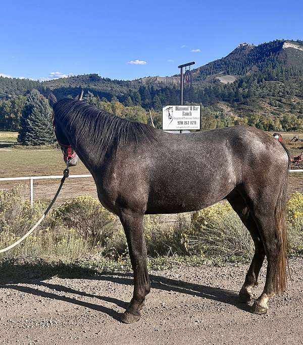 he-is-smart-andalusian-horse