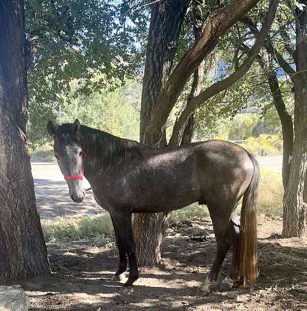 black-roan-will-turn-grey-with-points