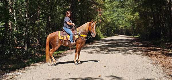 kentucky-mountain-gelding-tennessee-walking-horse