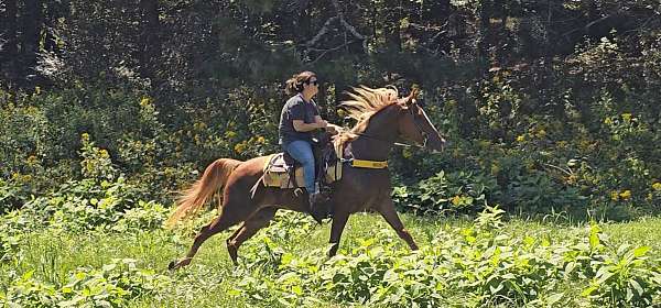 classical-tennessee-walking-horse