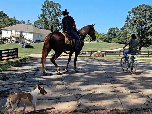 gaited-horse-tennessee-walking