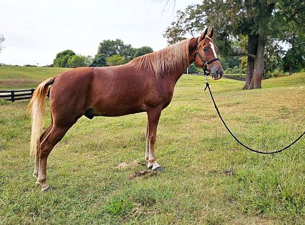 trail-gaited-horse-tennessee-walking