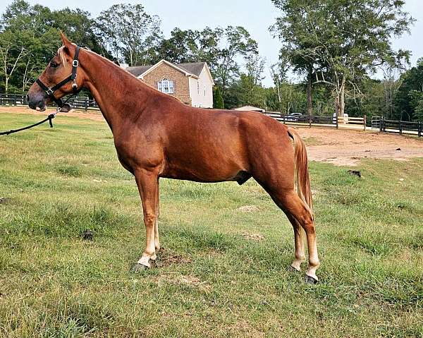 family-horse-tennessee-walking