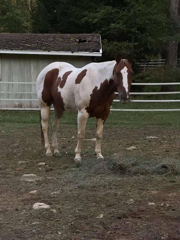 paint-gelding