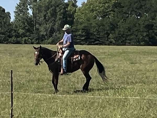 quarter-horse-mare