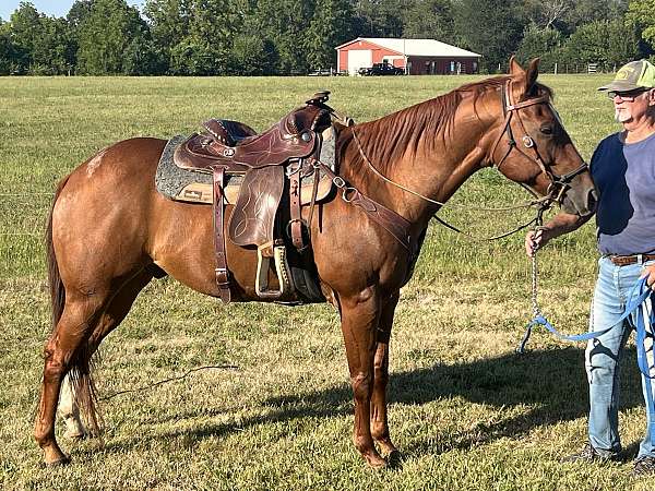 quarter-horse-gelding