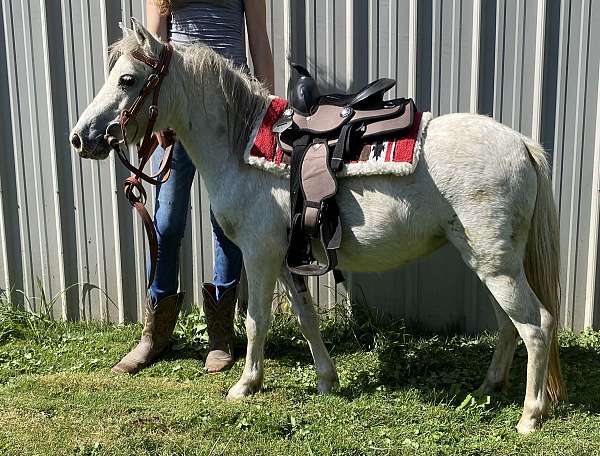 all-around-miniature-pony