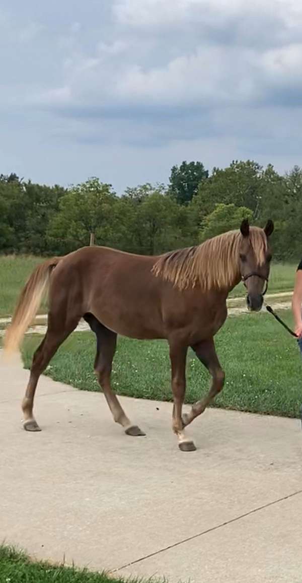 dappled-rocky-mountain-horse