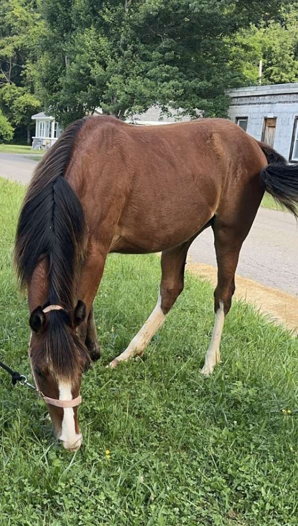 quarter-horse-filly