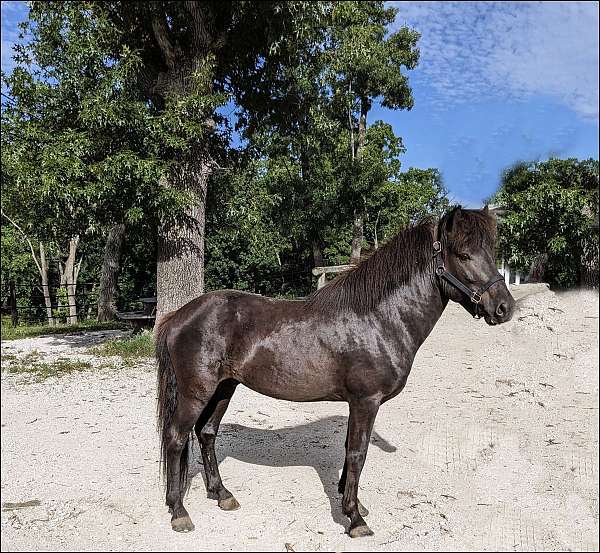 coloradoicelandics-icelandic-horse