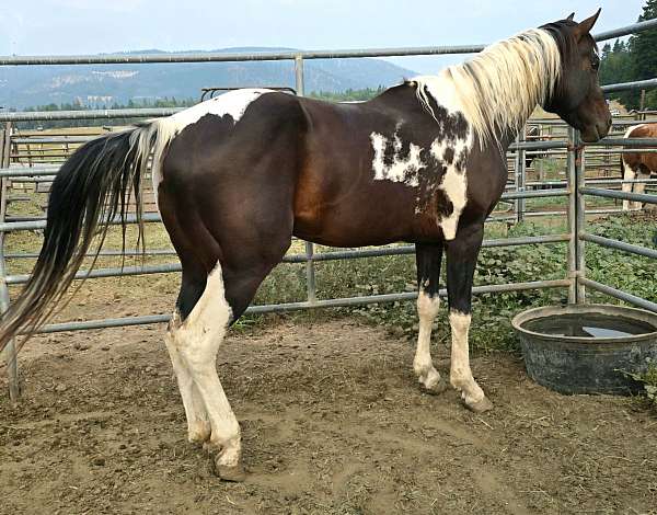 tobianodouble-homozygous-horse