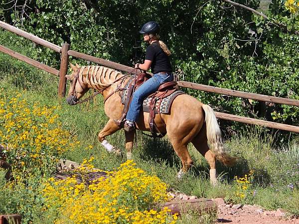 all-around-quarter-horse