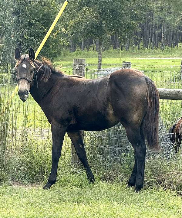 calf-roping-quarter-horse