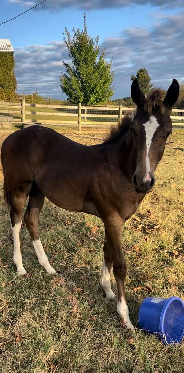 color-producer-walkaloosa-horse