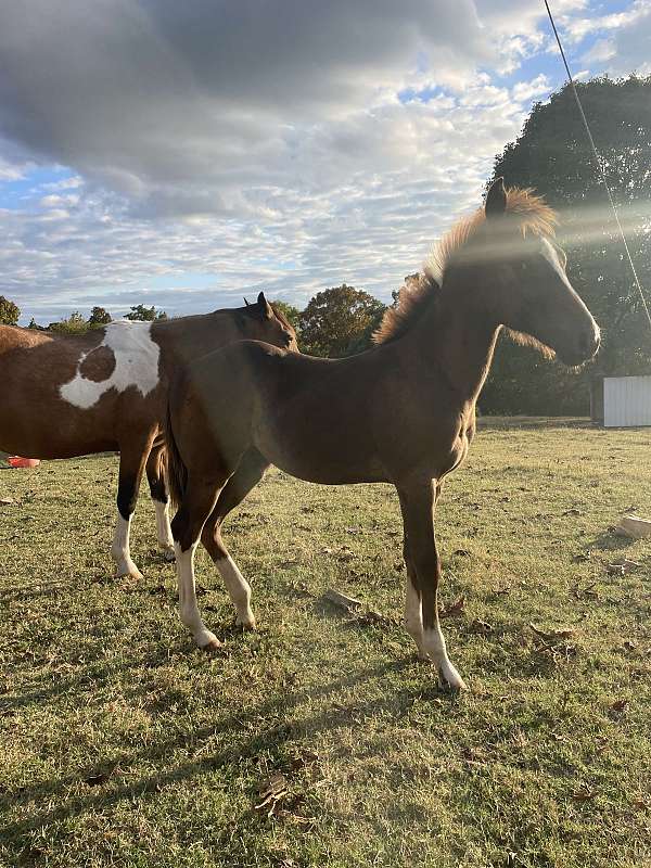 and-loads-walkaloosa-horse