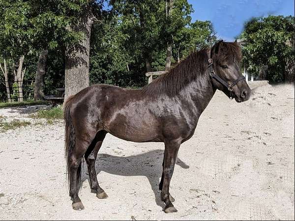 breeding-stallion-icelandic-horse