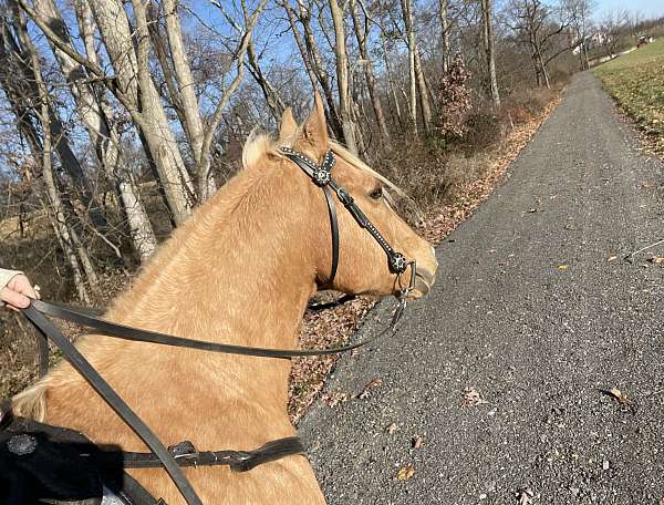 palimino-gelding