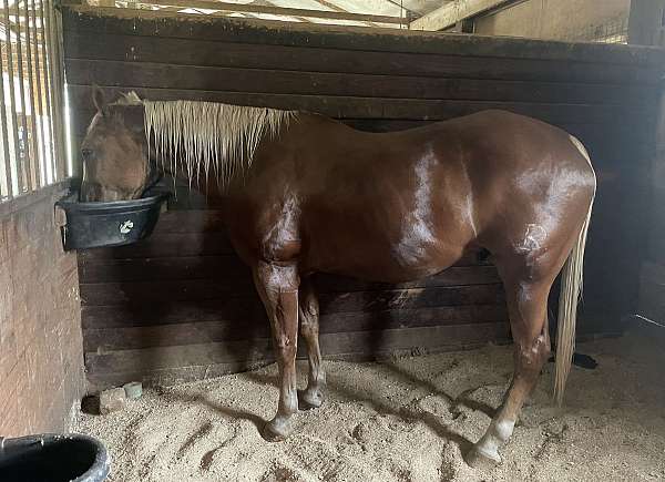 palomino-stripe-horse