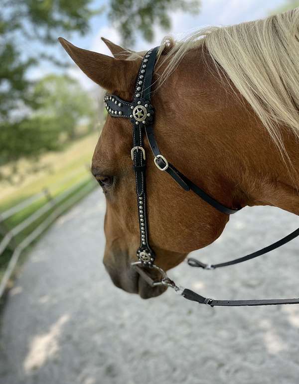 barn-paint-horse