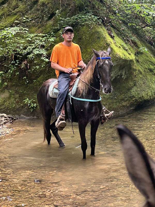 dappled-rocky-mountain-horse