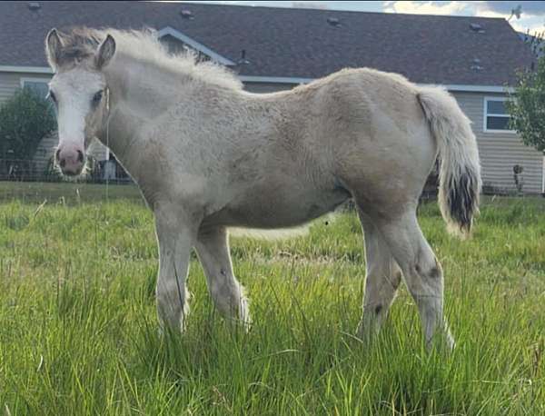 buckskin-gvhs-filly-mare