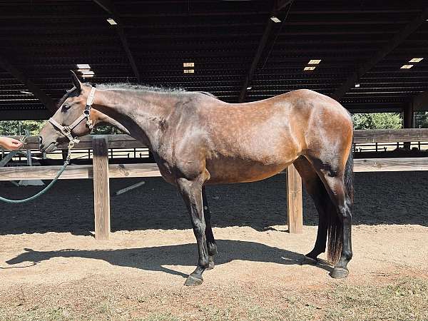 bay-black-socks-points-pony