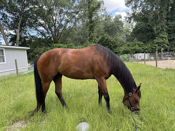 quarter-horse-for-sale