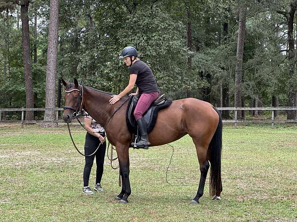 bay-quarter-horse-mare