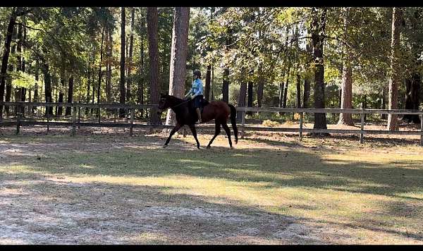 quarter-horse-for-sale