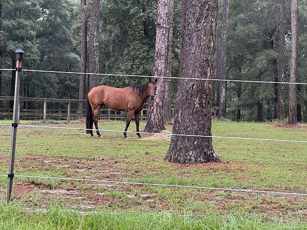 western-pleasure-quarter-horse