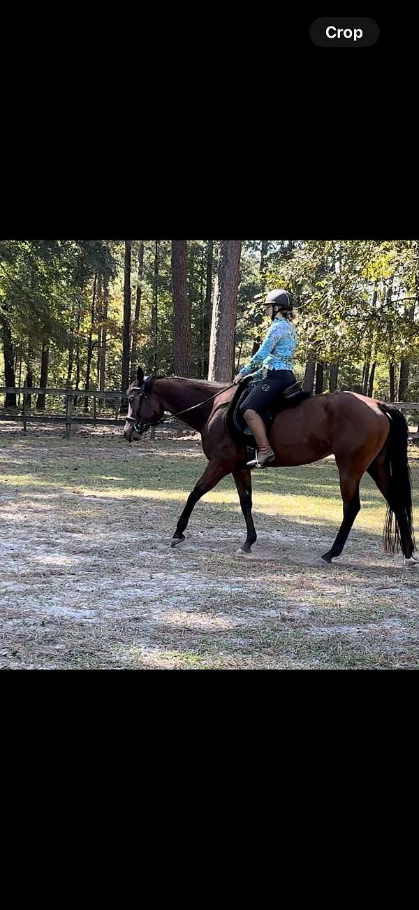 bay-quarter-horse-mare