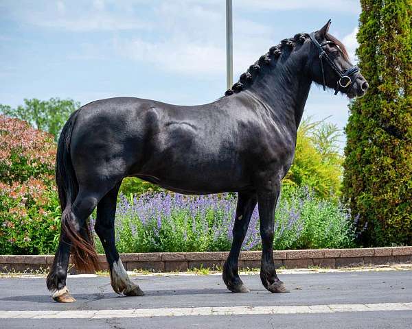 dressage-show-pony-welsh-cob-pony