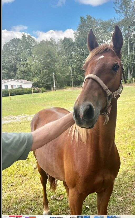 breeding-rocky-mountain-horse