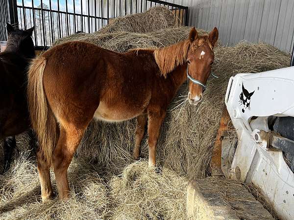 beautiful-filly-rocky-mountain-horse