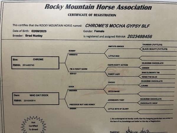 bloodline-rocky-mountain-horse