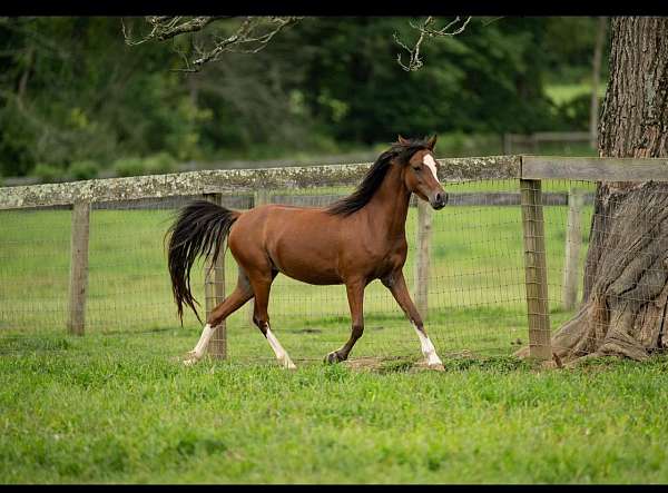 all-around-welsh-pony