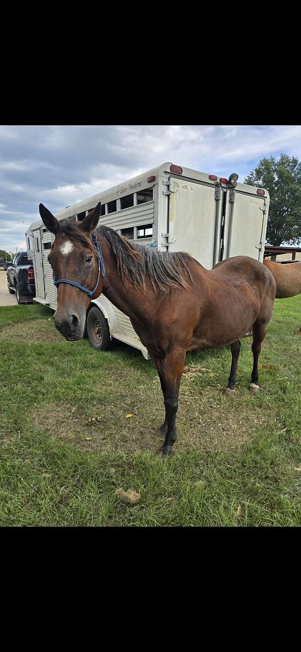 roan-breeding-cutting-horse