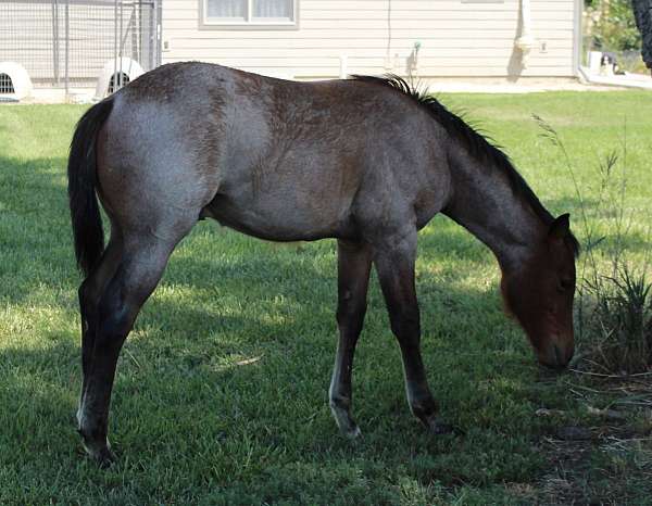 bay-roan-2-pasterns-horse