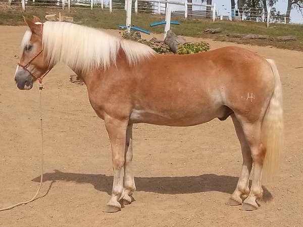 good-haflinger-horse