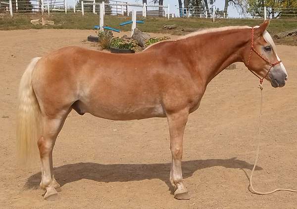 natural-horsemanship-haflinger-horse