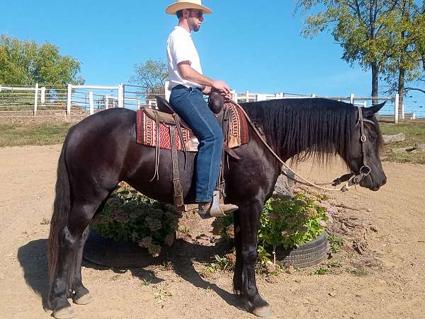 gentle-dressage-trail-friesian-horse