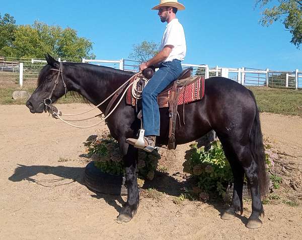 perch-friesian-horse