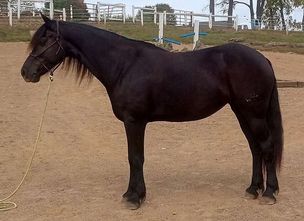 schooled-friesian-horse