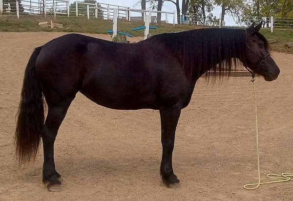 well-schooled-friesian-horse