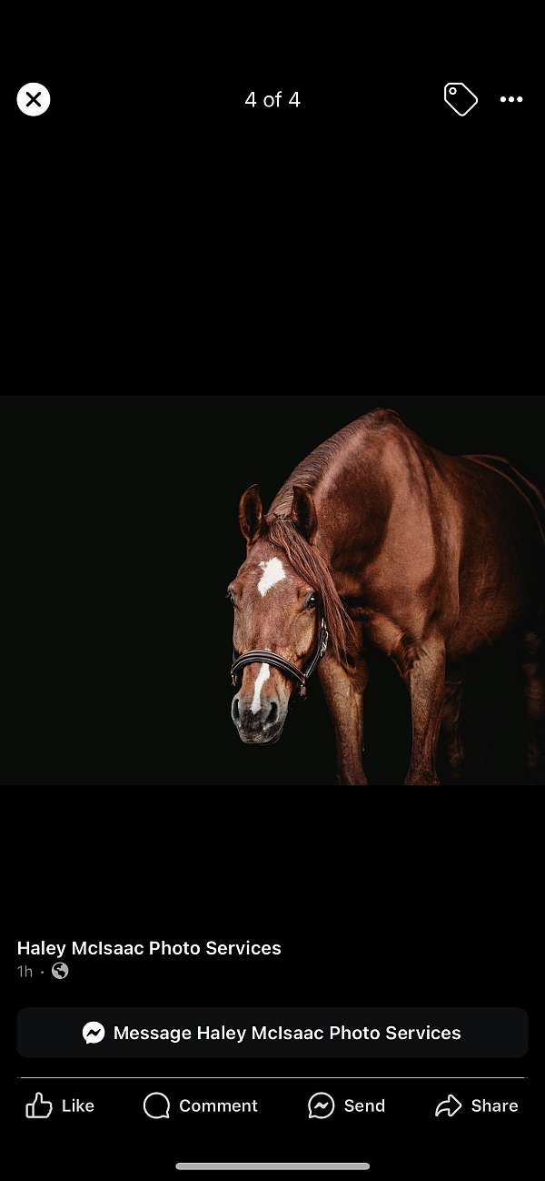 experienced-lesson-arabian-horse