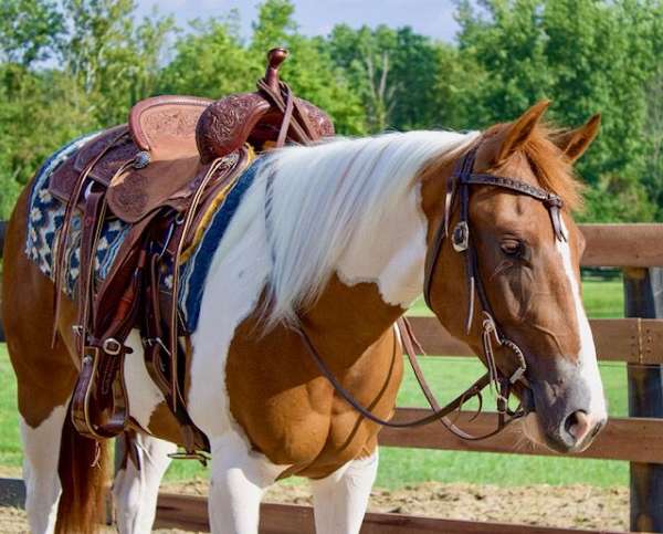 cutting-reining-paint-horse