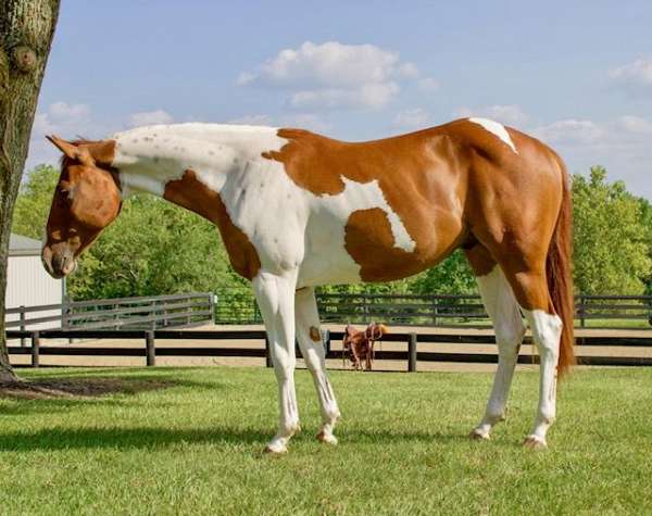 tobiano-paint-gelding