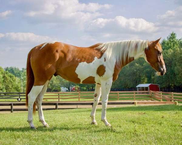 tobiano-apha-gelding